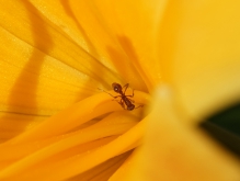 Insekten