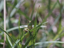 Sonstige Insekten