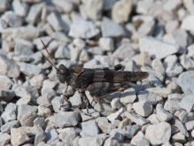 Sonstige Insekten