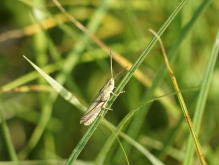 Sommermusiker im Gras