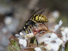 Wespenkönigin im Frühling