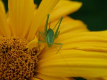 Zartschrecke auf Blume