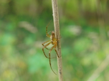 Herbstspinne am trocknen Halm