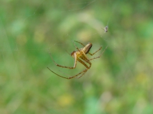 Herbstspinne auf trocknen Halm