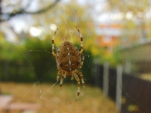 Kreutzspinne am Fenster