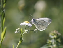 Bergweißling auf weißer Sommerblüte