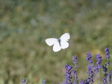 Fliegender Kohlweißling