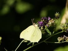 Sommernektar schlürfen