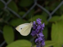 Weißling im Garten