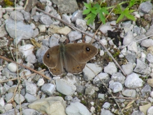 Brauner Augenfalter