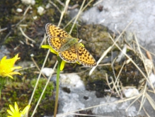 Insekten
