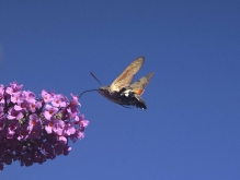 Taubenschwänzchen am naschen