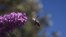 Taubenschwänzchen am Sommerflieder