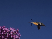 Taubenschwänzchen im Anflug