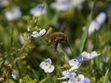 Landeanflug zum Gewitterblümchen