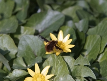 Wollschweber an gelber Blüte