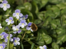 Wollschweber an Gewitterblümchen