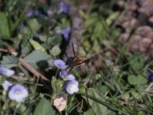 Wollschweber an kleiner Blüte