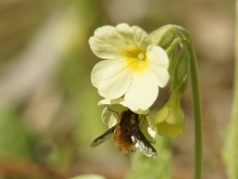 Wollschweber an Schlüsselblume