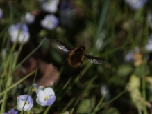 Wollschweber im Flug