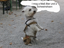 Biergarten-Hund