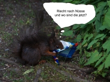 Eichhörnchen sucht Nüsse im Eispapier