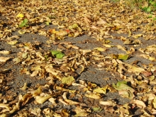 Textur & Hintergrundbilder