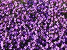 Blaukissen