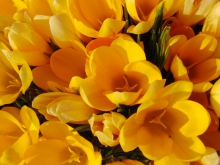 Florales