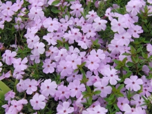 Lila Blumen