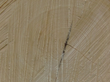 Holz