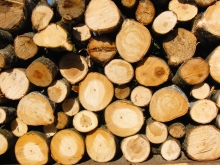 Holz