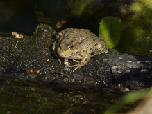 Zufriedener Seefrosch