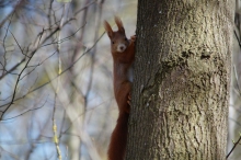 Eichhörnchen am Baumstamm