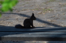 Eichhörnchen
