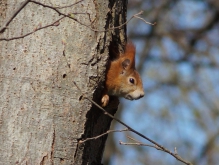 Mal nachschauen (Eichhörnchen)