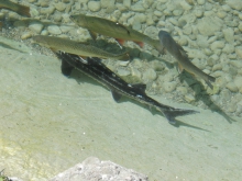 Fisch Quartett