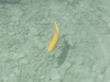 Fische