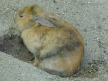 Häschen in der Grube