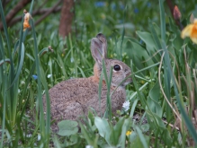 Hase im Beet