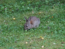 Kaninchen in der Wiese