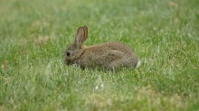 Süßes Kaninchen in der Wiese