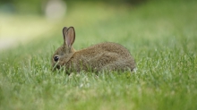 Kleines Häschen im Gras