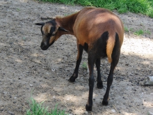 Schwarzbraune Ziege