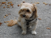 Hunde