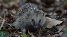 Igel im Frühjahr