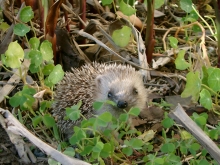 Kleiner Igel