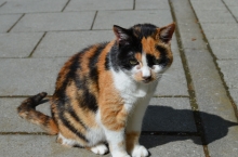 Katzen