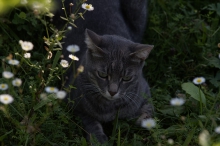 Katze auf der lauer