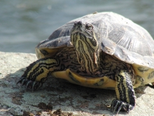 Harry die Rotwangen-Schmuckschildkröte